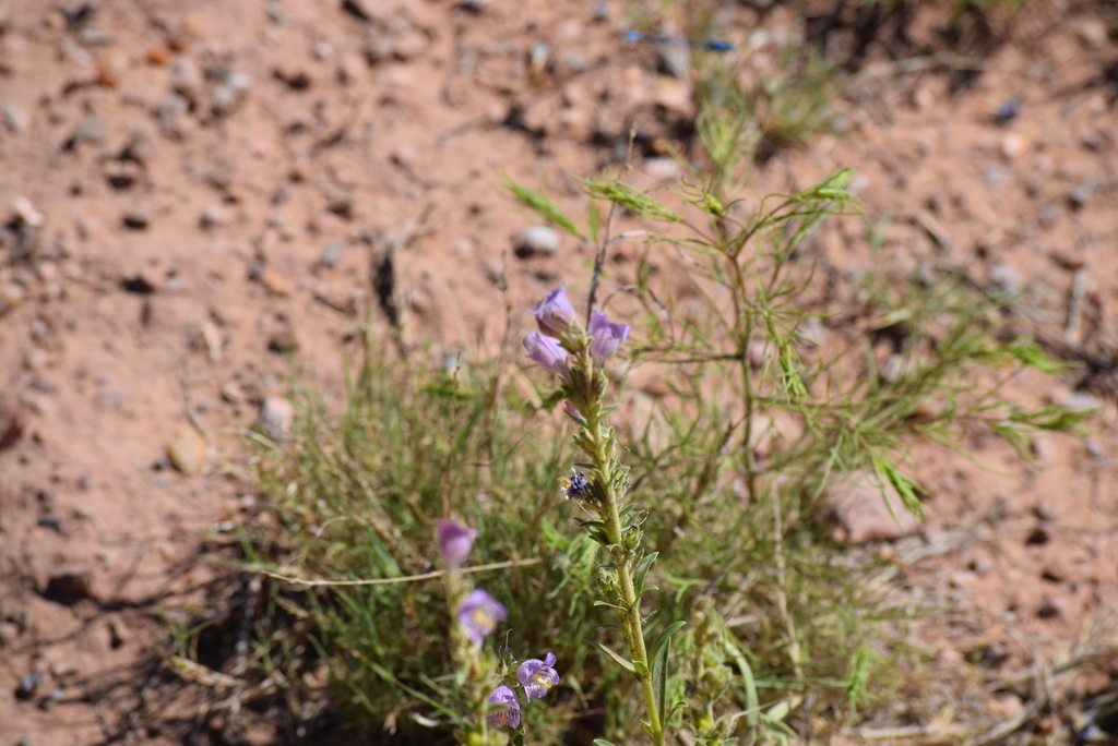 Penstemon ophianthus; photograph (c) William Harmon, some rights reserved (CC BY)