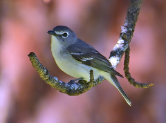 Plumbeous Vireo photo 2