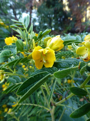 Senna multiglandulosa