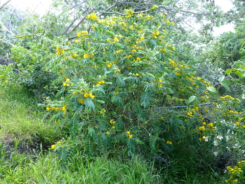 Senna multiglandulosa