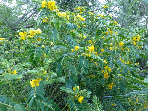 Senna multiglandulosa