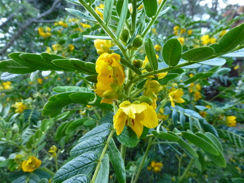 Senna multiglandulosa