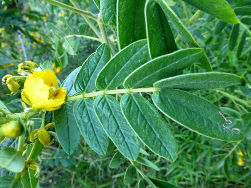 Senna multiglandulosa