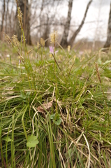 Carex pediformis macroura