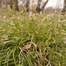 Carex pediformis macroura - Photo (c) Павел Голяков, some rights reserved (CC BY-NC), uploaded by Павел Голяков