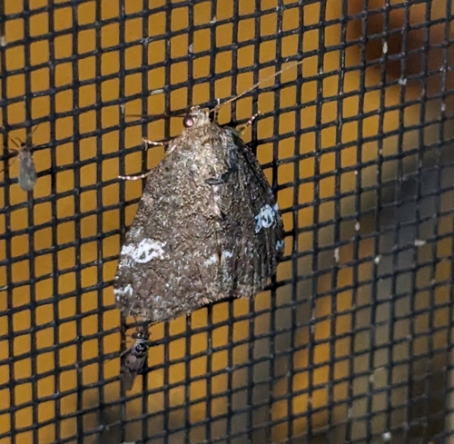Gray Marvel Moth photo 3