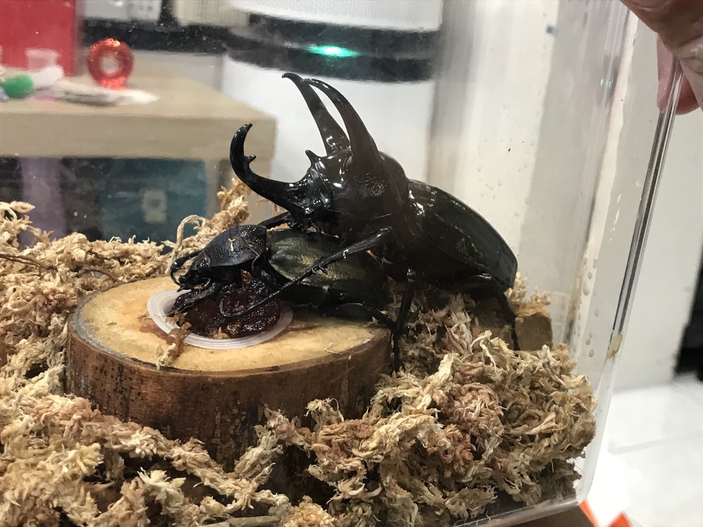 Atlas Beetles from 臺灣島, 中正區, TPE, TW on June 24, 2023 at 08:19 PM by ...