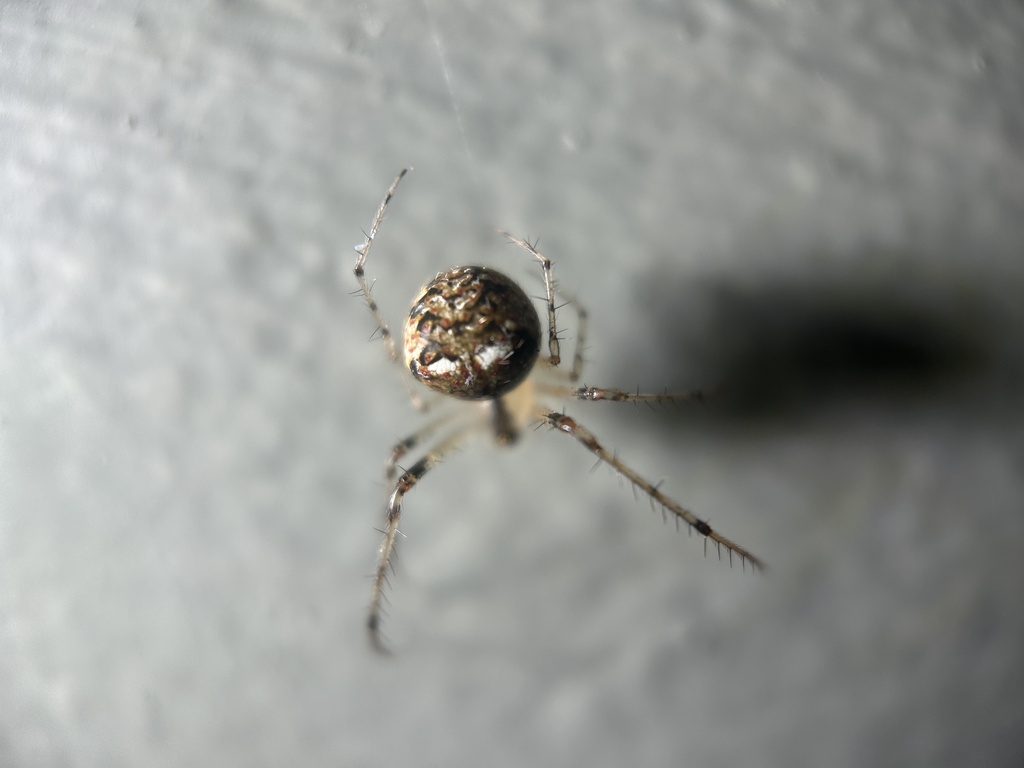 Common Pirate Spider