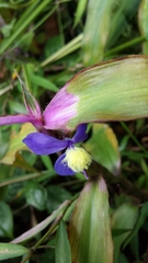 Coleotrype madagascarica