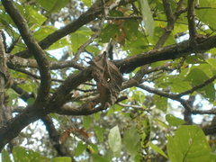 Consul excellens genini