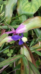 Coleotrype madagascarica