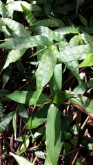 Coleotrype madagascarica