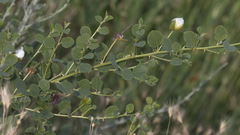 Capparis spinosa herbacea