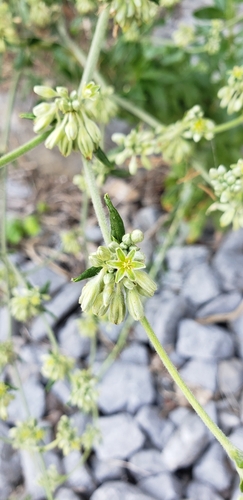 Image of Eriogonum harperi by (c) Stephan Eselgroth, some rights reserved (CC BY-SA)