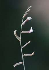 Astragalus namanganicus