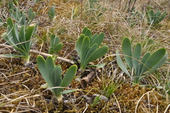 Allium nutans
