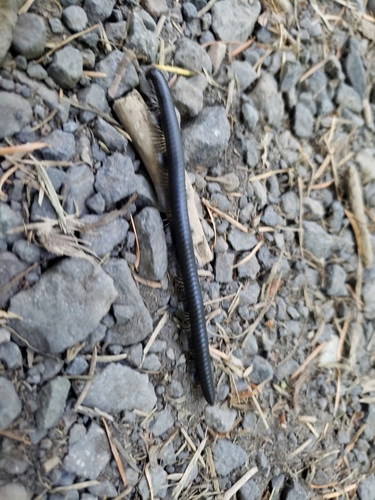 Californiulus euphanus photo 5