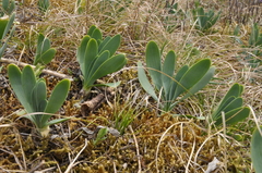 Allium nutans