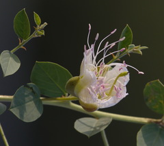 Capparis spinosa herbacea