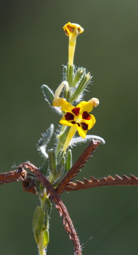 Arnebia coerulea, photograph 4