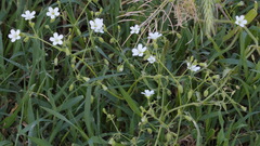 Lepyrodiclis holosteoides