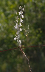 Delphinium leptocarpum
