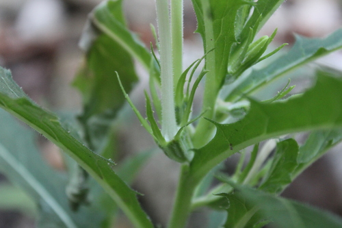 Hippobroma longiflora