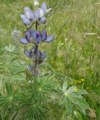 Lupinus albus
