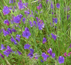Echium plantagineum