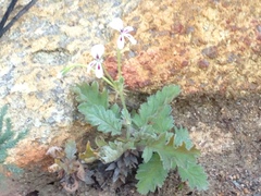 Pelargonium pulchellum