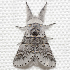 Furcula occidentalis