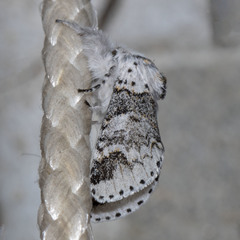 Furcula occidentalis