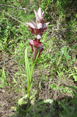 Serapias cordigera
