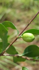 Coffea buxifolia