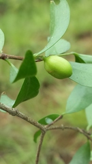 Coffea buxifolia