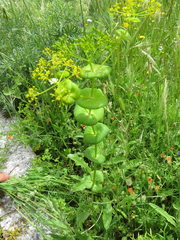 Smyrnium perfoliatum rotundifolium