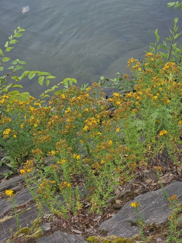 Paprastoji jonažolė nuotrauka