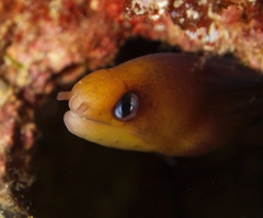 Gymnothorax melatremus