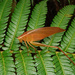 Isopsera denticulata - Photo (c) orthoptera-jp, some rights reserved (CC BY-NC), uploaded by orthoptera-jp