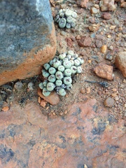 Conophytum pageae