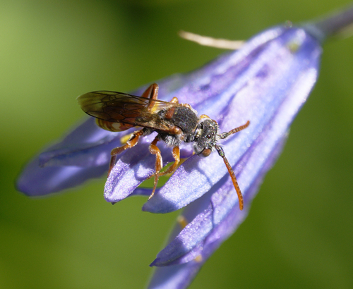iNaturalist observation photo of Nomad Bees