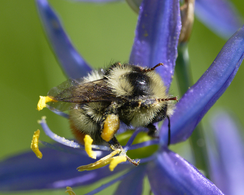 iNaturalist observation photo of Pyrobombus