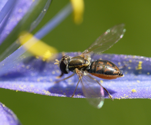 iNaturalist observation photo of Margined Calligrapher