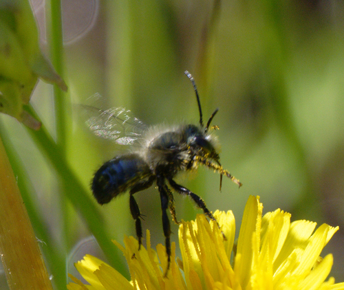 iNaturalist observation photo of Mason Bees