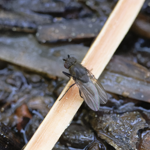 iNaturalist observation photo of Rachispoda