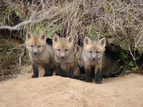 Red Fox photographed in New York