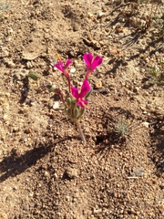 Pelargonium incrassatum