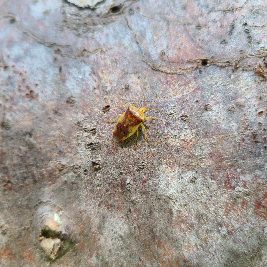 Red-cross Shield Bug from Chelan County, US-WA, US on June 24, 2023 at ...