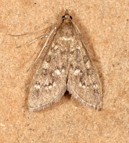 Mecyna mustelinalis photo 2