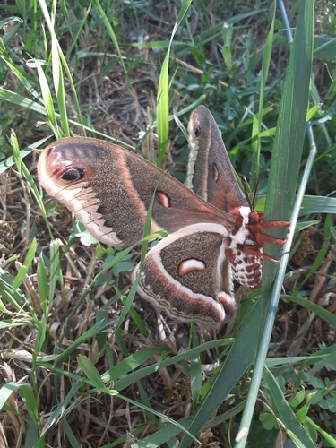 Cecropia Moth